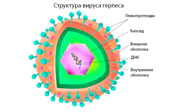 герпес