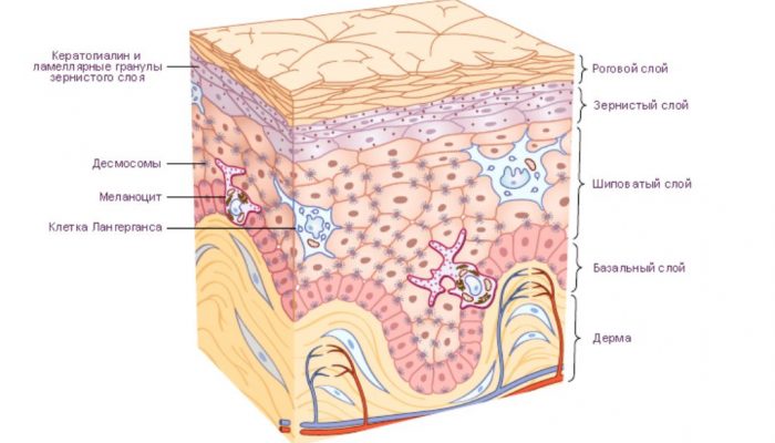 Роль кожи в обмене веществ и витаминов